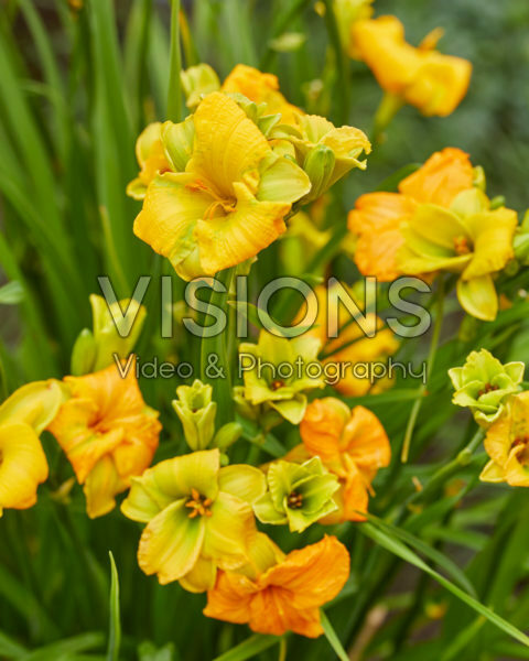 Hemerocallis See You Tomorrow! Hemerocallis See You Tomorrow!