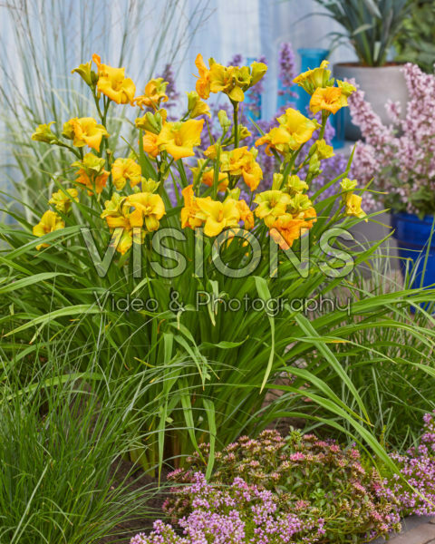 Hemerocallis See You Tomorrow! Hemerocallis See You Tomorrow!