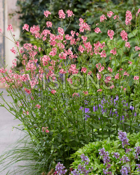 Diascia personata Hopleys
