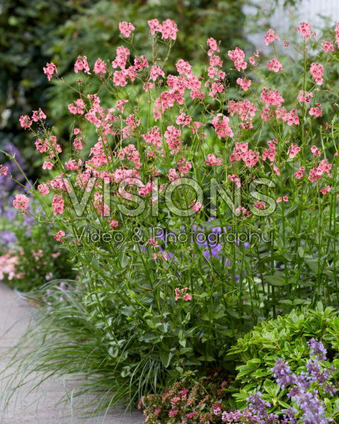 Diascia personata Hopleys