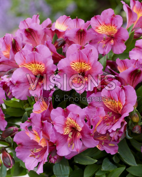 Alstroemeria Incalys Purple Alstroemeria Incalys Purple