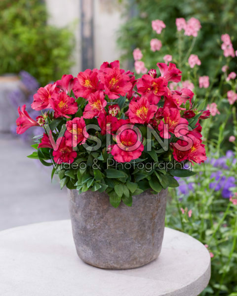 Alstroemeria Incalys Cherry