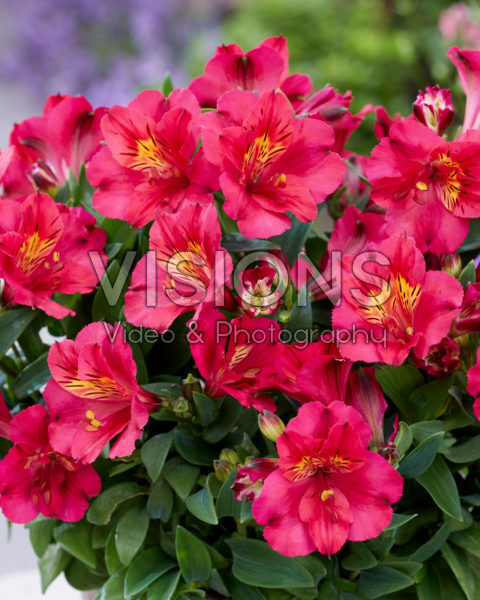Alstroemeria Incalys Cherry