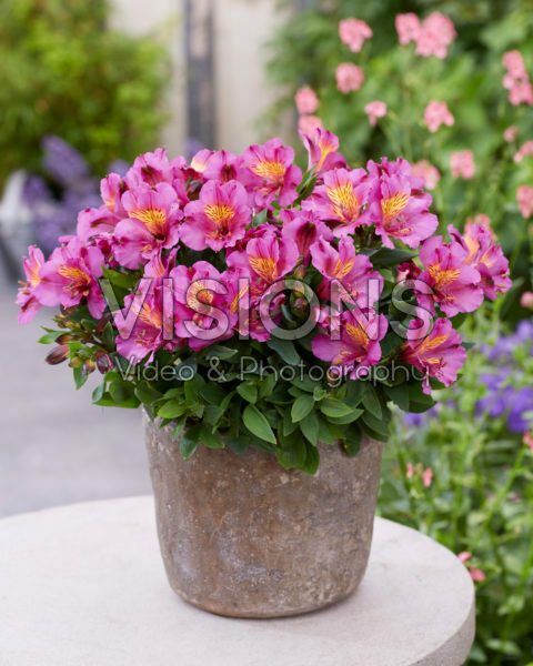 Alstroemeria Incalys Purple
