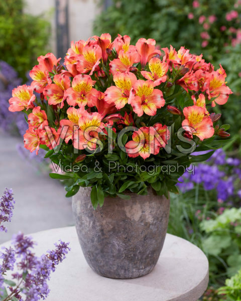 Alstroemeria Incalys Salmon