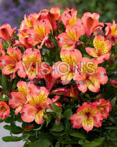 Alstroemeria Incalys Salmon Alstroemeria Incalys Salmon