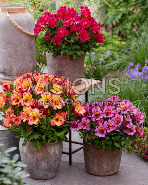 Alstroemeria collection