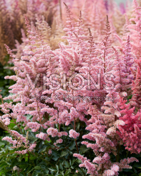 Astilbe chinensis Chocolate Cupcake Astilbe chinensis Chocolate Cupcake
