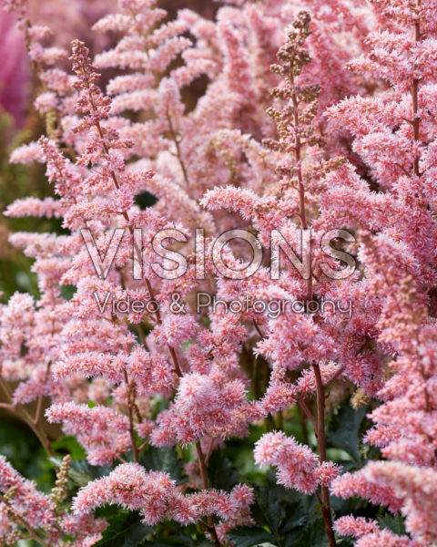 Astilbe chinensis Chocolate Cupcake
