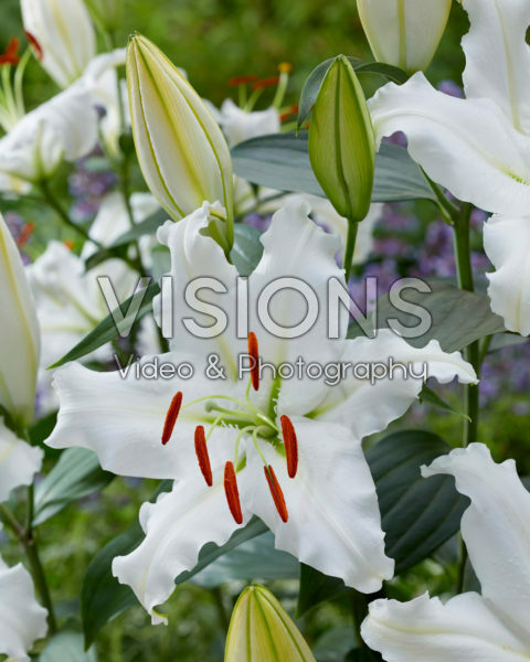Lilium P725 Lilium P725