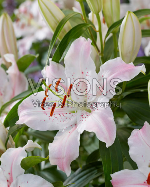 Lilium Virtuoso