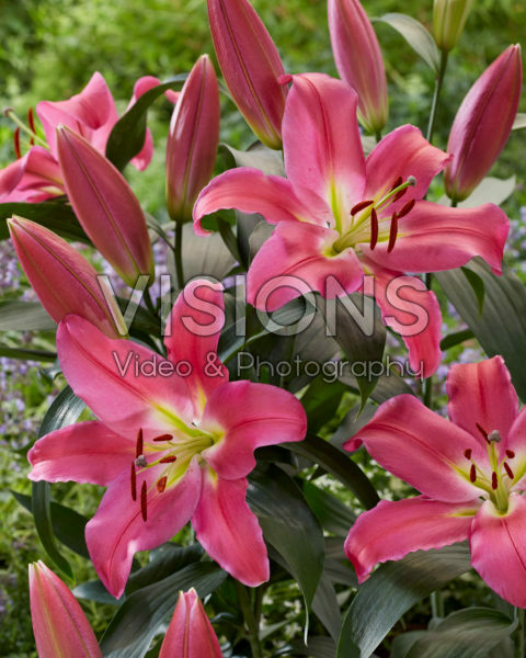 Lilium Valdosta