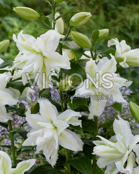 Lilium Humber