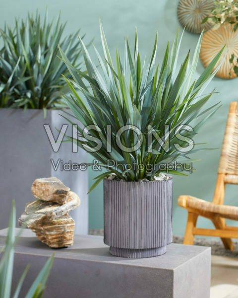 Dianella Blue Stream Dianella Blue Stream