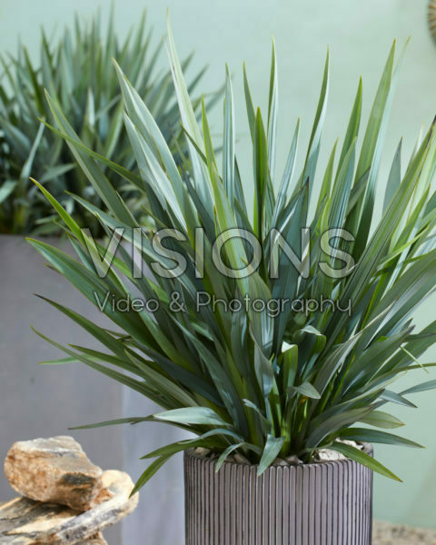 Dianella Blue Stream Dianella Blue Stream