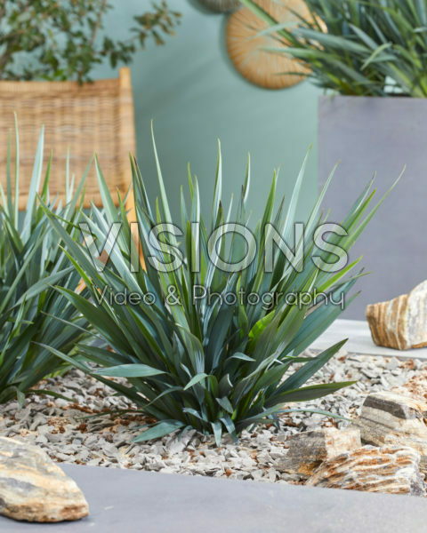 Dianella Blue Stream Dianella Blue Stream