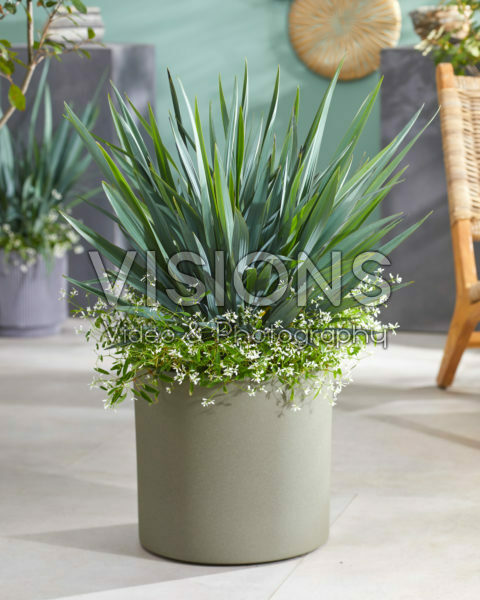 Dianella Blue Stream Dianella Blue Stream