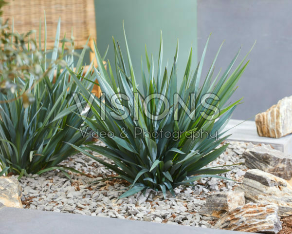 Dianella Blue Stream