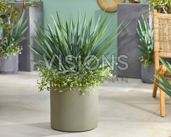 Dianella Blue Stream
