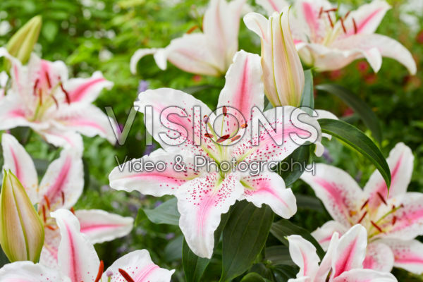 Lilium Lovely Day