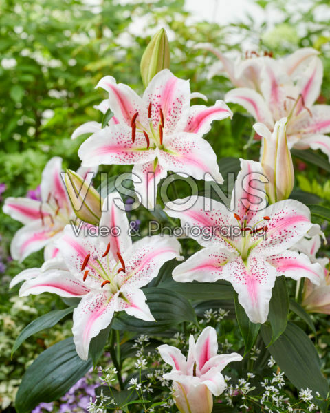 Lilium Lovely Day