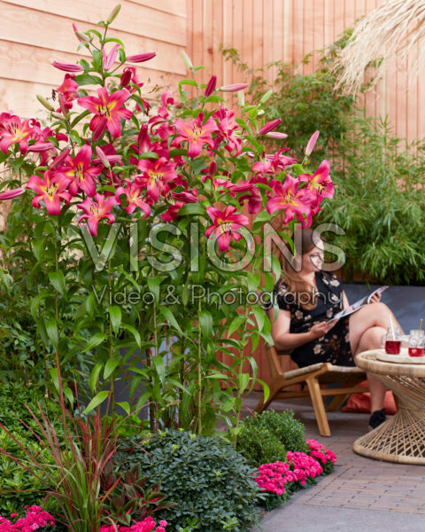 Lilium Empoli Lilium Empoli