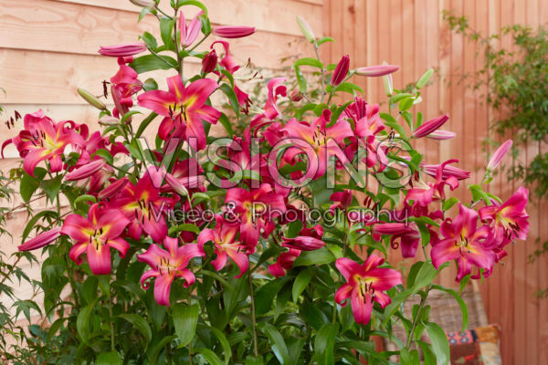 Lilium Empoli Lilium Empoli