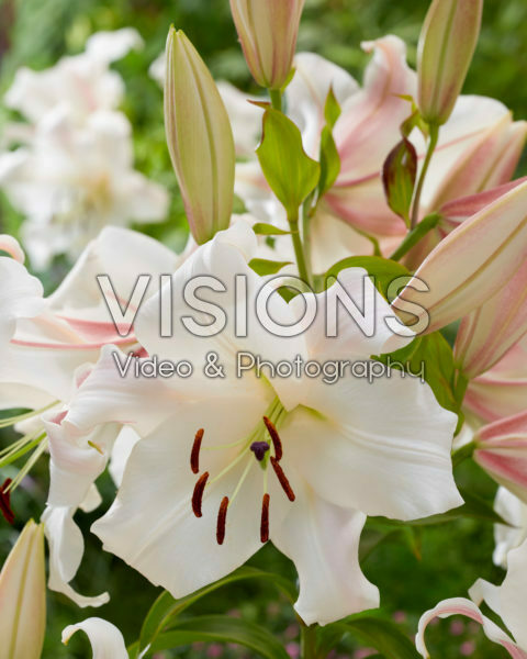 Lilium Villa Blanca