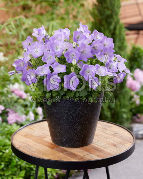 Campanula carpatica Delft Teacups Campanula carpatica Delft Teacups