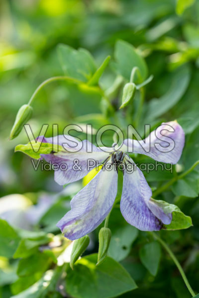 Clematis viticella Caerulea Luxurians