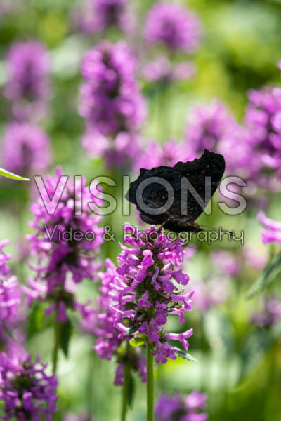 Betonica officinalis Hummelo