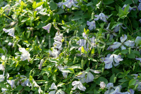 Clematis viticella Caerulea Luxurians Clematis viticella Caerulea Luxurians