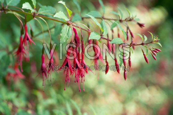 Fuchsia magellanica var. conica Fuchsia magellanica var. conica