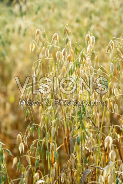 Avena sativa Avena sativa