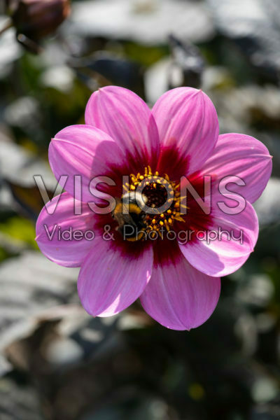 Dahlia HS Wink® Dahlia HS Wink®
