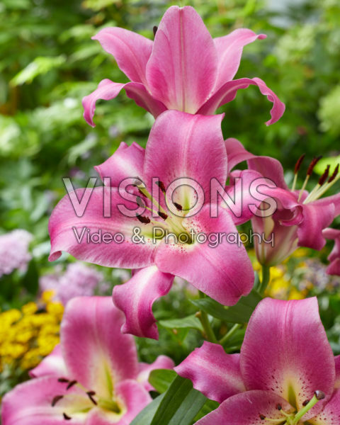 Lilium Purple Lady