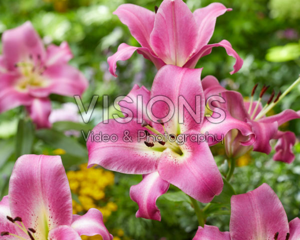 Lilium Purple Lady Lilium Purple Lady