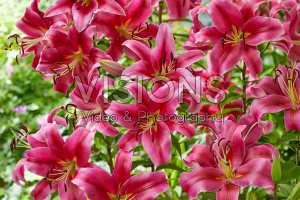 Lilium Sensi Lilium Sensi