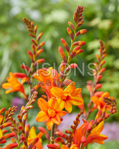 Crocosmia Fire Jumper Crocosmia Fire Jumper