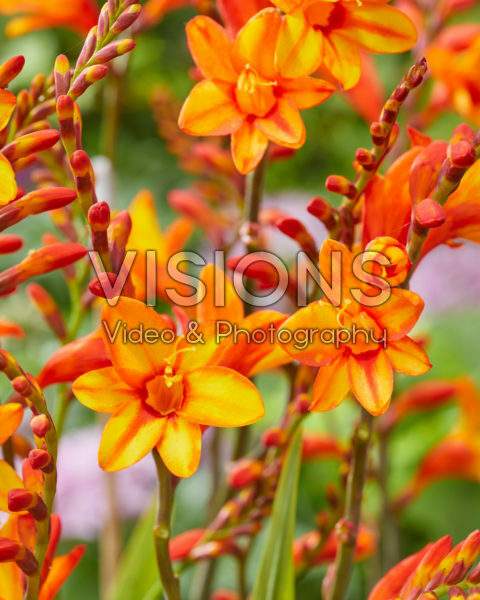 Crocosmia Fire Jumper