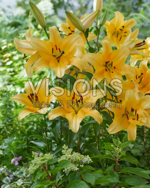 Lilium Corcovado Lilium Corcovado