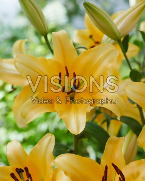Lilium Corcovado Lilium Corcovado