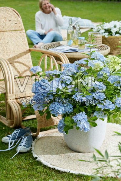 Hydrangea hybrid French Bolero® Hydrangea hybrid French Bolero®