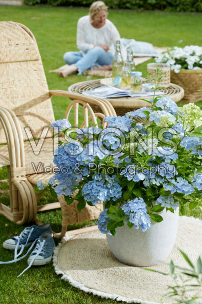 Hydrangea hybrid French Bolero®