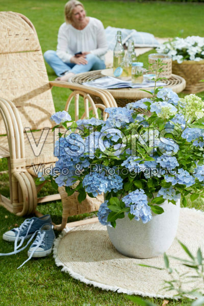 Hydrangea hybrid French Bolero®