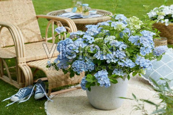 Hydrangea hybrid French Bolero®