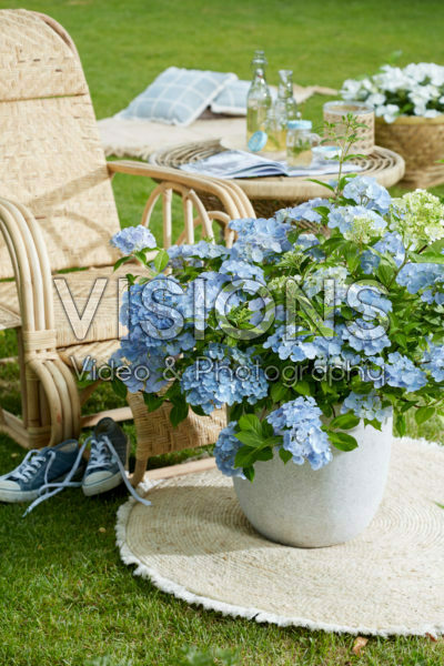 Hydrangea hybrid French Bolero®