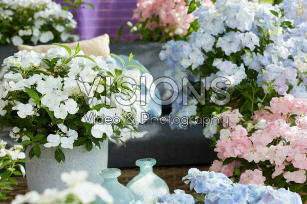 Hydrangea Runaway Bride® meets Hydrangea French Bolero Hydrangea Runaway Bride® meets Hydrangea French Bolero