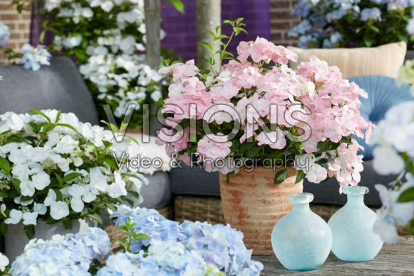 Hydrangea Runaway Bride® meets Hydrangea French Bolero Hydrangea Runaway Bride® meets Hydrangea French Bolero