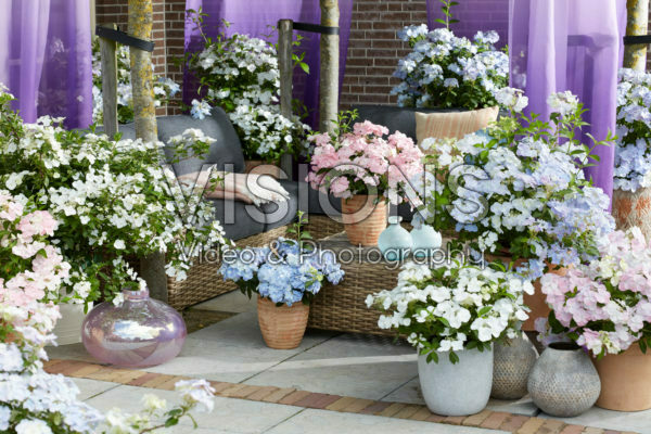 Hydrangea Runaway Bride® meets Hydrangea French Bolero